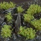Dark Green Shrub Dark Green Shrub