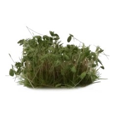 Dark Green Shrub