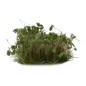 Dark Green Shrub Dark Green Shrub