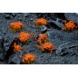 Orange Flowers Orange Flowers