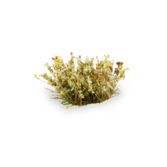 Light Green Shrubs